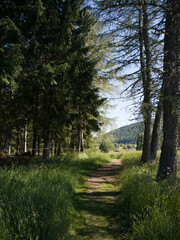 pine forest in the mountains of tres Cime