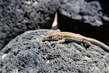 atlantic lizard on top of a lava rock in a hot sunny day