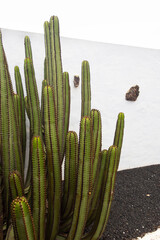 green cactus in front of a white wall on lava rock, in Fuerteventura