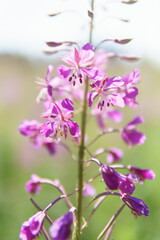 flowers in the garden