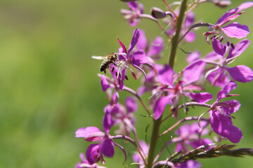bee on lavender