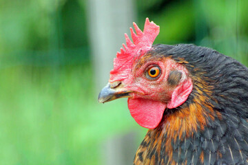 Poule