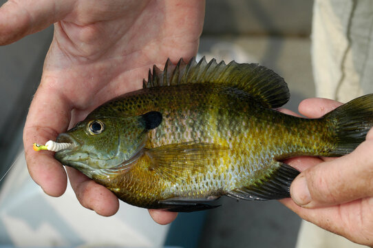 Colorful bluegill and sunfish