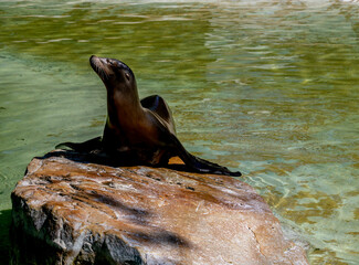 Kalifornischer Seelöwe, Zalophus californianus, Zoo Berlin, Deutschland