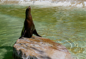Kalifornischer Seelöwe, Zalophus californianus, Zoo Berlin, Deutschland