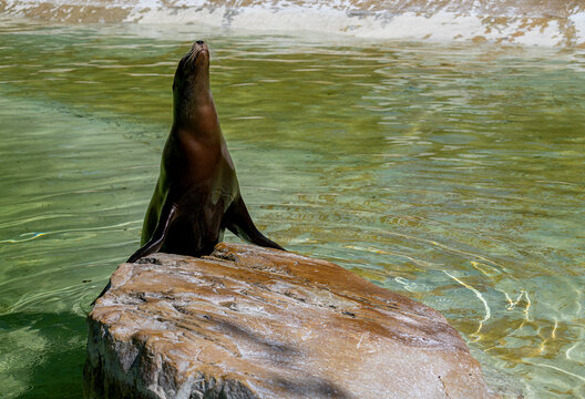 Kalifornischer Seel&ouml;we, Zalophus californianus, Zoo Berlin, Deutschland