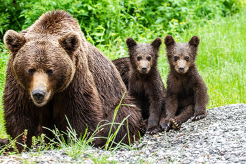 Young bears in Romania