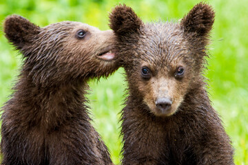 Young bears in Romania