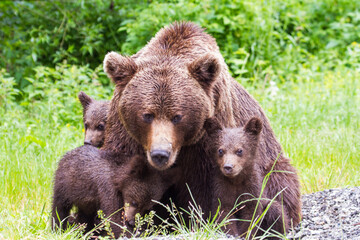 Bear with cubs on the Transfagarasan in Romania