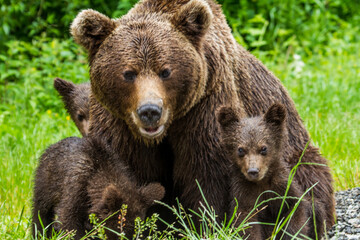 Fototapeta premium Bear with cubs on the Transfagarasan in Romania