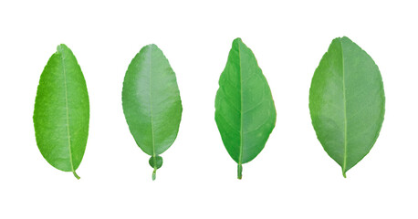 Fototapeta premium Lemon leaf isolated on treansparent background. Png file