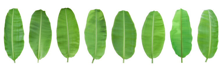 Set of green banana leaf isolated on transparent background
