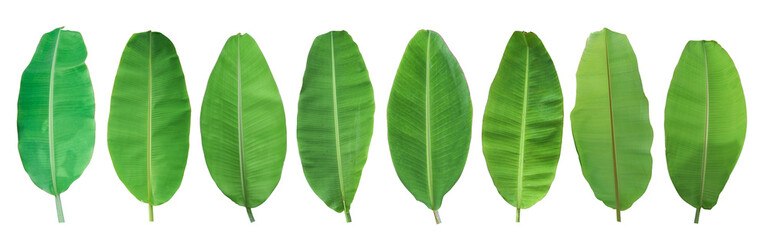 Set of green banana leaf isolated on transparent background