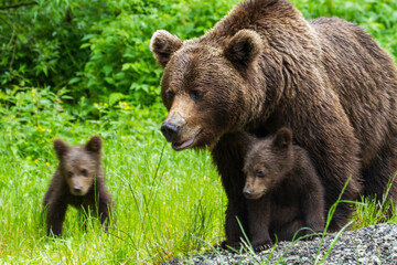 Bear with cubs on the Transfagarasan in Romania