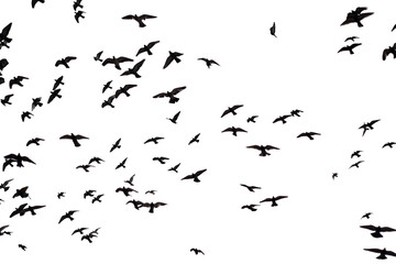 Silhouette of group flying pigeons isolated on transparent background.