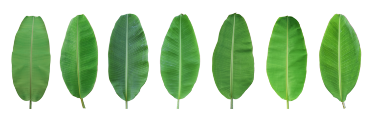 Set of green banana leaf isolated on transparent background