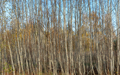 trees blocking the view