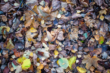 autumn leaves background