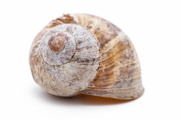 Weinbergschnecke Schneckenhaus