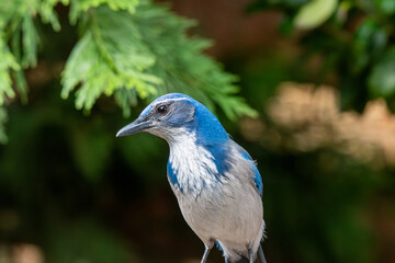 Up close with a California Jay