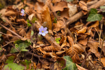 First speedwell flower in a spring forest