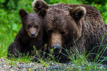 Fototapeta premium Young bears at the Trasnfagarasan in Romania