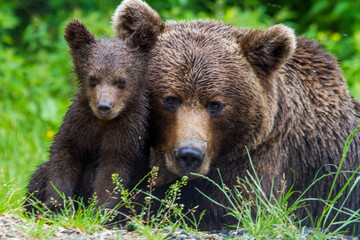 Young bears in Romania