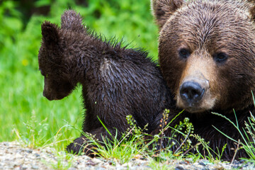 Bear with cubs on the Transfagarasan in Romania