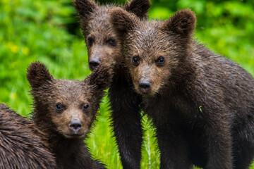 Obraz premium Young bears in Romania