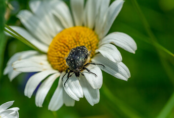 Mourning Rose Beetle on daisy