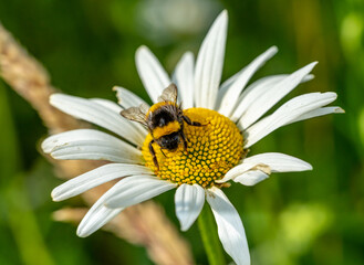bumblebee on daisy macro shot