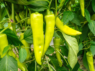Chili pepper plantation with plastic film placed over the ground, yellow chilli pepper plant in a farmer's field, paprika, chili pepper in greenhouse or glasshouse, in Jijel Algeria, North Africa.