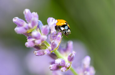 ladybird on a flavender flower macro shot 01