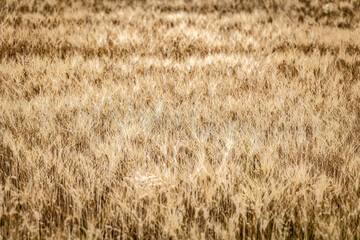 Organic Wheat Field in Italy