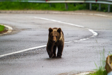 Young bear on a road in Romani