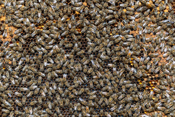 Colony of bees on honeycomb in apiary. Beekeeping in countryside. Wooden frame with honeycombs,...