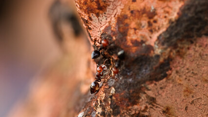 Macro March of the Ants