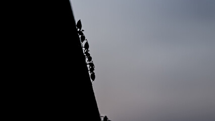 Ant Silhouettes on the March © Filippo Carlot