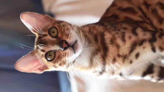 Portrait of cute bangal cat  watching camera, feline kitten. Verticall 4k footage