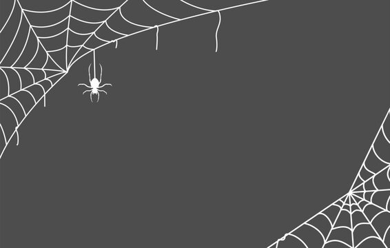 spider web isolated on grey background