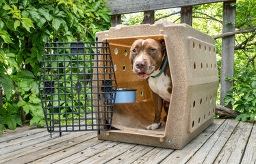 red nose pit bull dog in his travel kennel on a wooden backyard patio