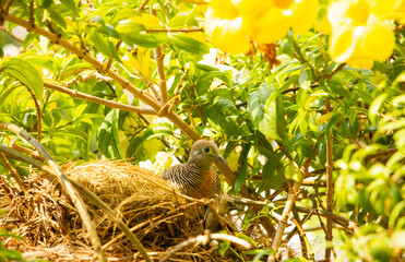 bird  in the nest  on the  bush