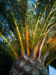 coconut tree