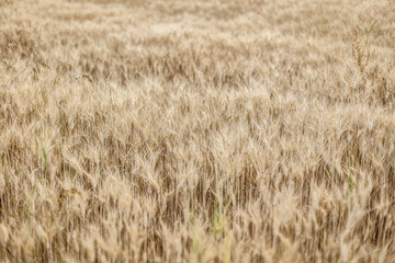Summer Texture of Mature Wheat Field