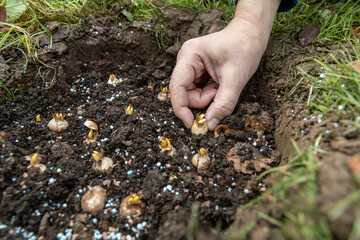 hand sadi in soil-soil flower bulbs. Hand holding a crocus bulb before planting in the ground