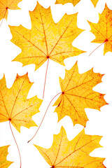 Autumn maple leaves isolated on white background.  Minimal vertical pattern with fallen autumn leaves, yellow colored textured foliage, autumnal herbarium. Nature flat lay with fall leaf with viens