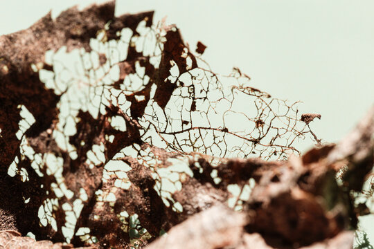 Decaying leaf close up as nature environment background. Veins skeleton of old dead leaves, biological decay, ecology concept. Shallow depth of field macro photography, sunlight and shadow