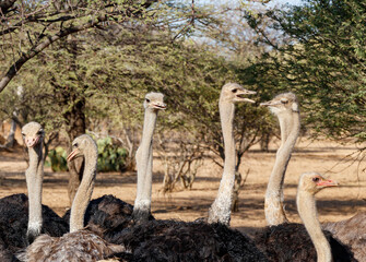 ostrichs