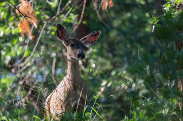 Young female deer peeking out in the forest