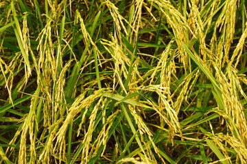 Rice field agriculture grain food  yield season